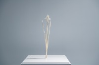 藏品(日本水仙)的圖片